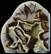 Polished Septarian Bookends - Crystal Filled With Fossil Shell #45935-1